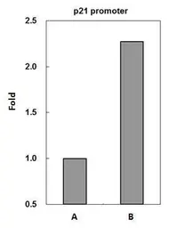 Anti-p53 antibody used in ChIP assay (ChIP assay). GTX102965