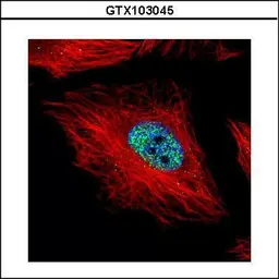 Anti-Cyclin E1 antibody used in Immunocytochemistry/ Immunofluorescence (ICC/IF). GTX103045