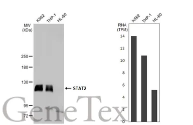 Anti-STAT2 antibody [C2C3], C-term used in Western Blot (WB). GTX103117