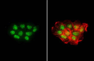 Anti-NBS1 antibody used in Immunocytochemistry/ Immunofluorescence (ICC/IF). GTX103229