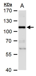 Anti-NBS1 antibody used in Western Blot (WB). GTX103229