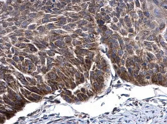 Anti-mtTFA antibody used in IHC (Paraffin sections) (IHC-P). GTX103231