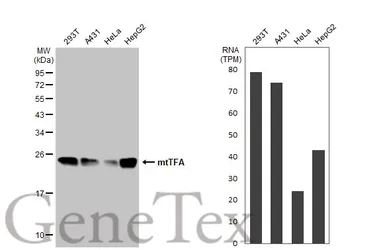 Anti-mtTFA antibody used in Western Blot (WB). GTX103231