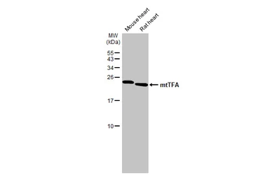 Anti-mtTFA antibody used in Western Blot (WB). GTX103231