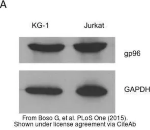 Anti-GRP94 antibody used in Western Blot (WB). GTX103232