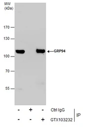 Anti-GRP94 antibody used in Immunoprecipitation (IP). GTX103232