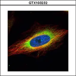 Anti-GRP94 antibody used in Immunocytochemistry/ Immunofluorescence (ICC/IF). GTX103232