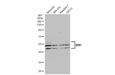 Anti-BIN1 antibody used in Western Blot (WB). GTX103259