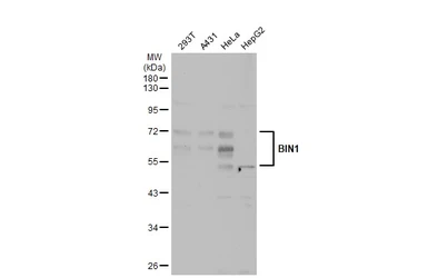 Anti-BIN1 antibody used in Western Blot (WB). GTX103259