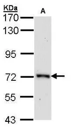 Anti-ORC2 antibody [N3C2], Internal used in Western Blot (WB). GTX103280