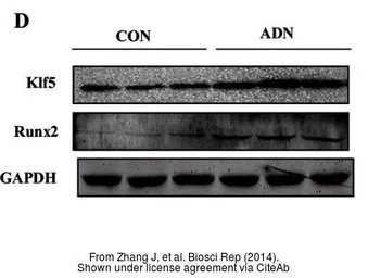 Anti-KLF5 antibody used in Western Blot (WB). GTX103289