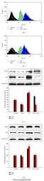 Anti-KLF5 antibody used in Western Blot (WB). GTX103289