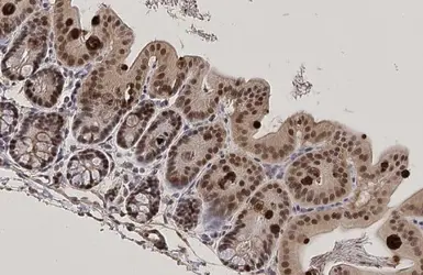 Anti-KLF5 antibody used in IHC (Paraffin sections) (IHC-P). GTX103289