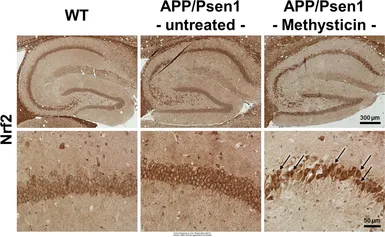 Anti-NRF2 antibody [N2C2], Internal used in IHC (Paraffin sections) (IHC-P). GTX103322