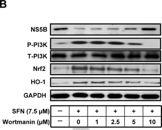 Anti-NRF2 antibody [N2C2], Internal used in Western Blot (WB). GTX103322