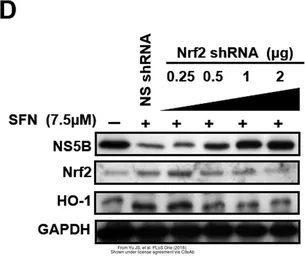 Anti-NRF2 antibody [N2C2], Internal used in Western Blot (WB). GTX103322