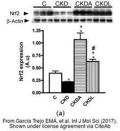 Anti-NRF2 antibody [N2C2], Internal used in Western Blot (WB). GTX103322