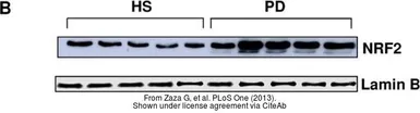 Anti-NRF2 antibody [N2C2], Internal used in Western Blot (WB). GTX103322