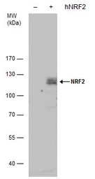 Anti-NRF2 antibody [N2C2], Internal used in Western Blot (WB). GTX103322