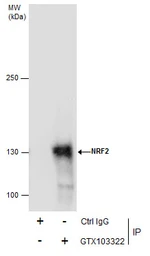 Anti-NRF2 antibody [N2C2], Internal used in Immunoprecipitation (IP). GTX103322