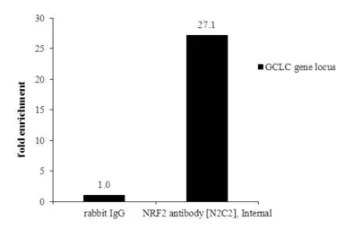 Anti-NRF2 antibody [N2C2], Internal used in ChIP assay (ChIP assay). GTX103322