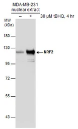 Anti-NRF2 antibody [N2C2], Internal used in Western Blot (WB). GTX103322