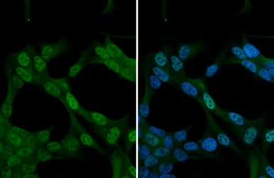 Anti-NRF2 antibody [N2C2], Internal used in Immunocytochemistry/ Immunofluorescence (ICC/IF). GTX103322