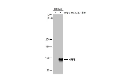 Anti-NRF2 antibody [N2C2], Internal used in Western Blot (WB). GTX103322