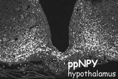 Anti-Neuropeptide Y antibody used in IHC (Frozen sections) (IHC-Fr). GTX10341