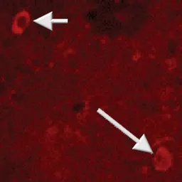 Anti-Neuropeptide Y antibody used in Immunohistochemistry (IHC). GTX10341