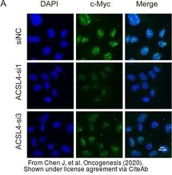 Anti-c-Myc antibody used in Immunocytochemistry/ Immunofluorescence (ICC/IF). GTX103436