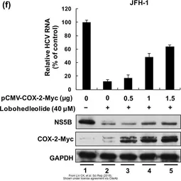 Anti-c-Myc antibody used in Western Blot (WB). GTX103436