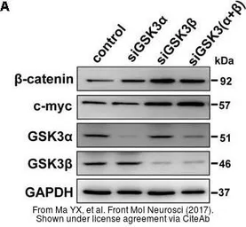 Anti-c-Myc antibody used in Western Blot (WB). GTX103436