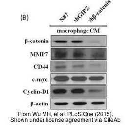 Anti-c-Myc antibody used in Western Blot (WB). GTX103436