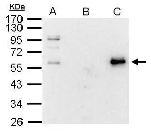 Anti-c-Myc antibody used in Immunoprecipitation (IP). GTX103436