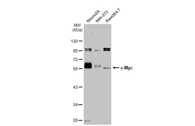 Anti-c-Myc antibody used in Western Blot (WB). GTX103436