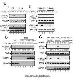 Anti-VAV1 antibody used in Western Blot (WB). GTX103489