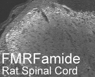 Anti-FMRFamide antibody used in IHC (Frozen sections) (IHC-Fr). GTX10352