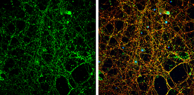 Anti-NMDAR2A antibody used in Immunocytochemistry/ Immunofluorescence (ICC/IF). GTX103558