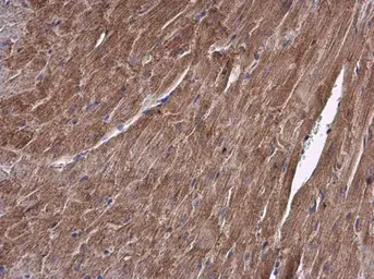 Anti-ALDH7A1 antibody used in IHC (Paraffin sections) (IHC-P). GTX103593