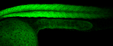 Anti-Creatine kinase MT antibody used in IHC (Whole mount) (IHC-Wm). GTX103627