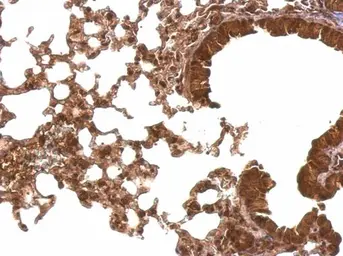 Anti-Cyclophilin E antibody used in IHC (Paraffin sections) (IHC-P). GTX103662