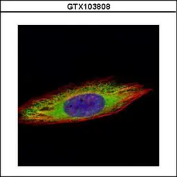 Anti-ENO3 antibody used in Immunocytochemistry/ Immunofluorescence (ICC/IF). GTX103808