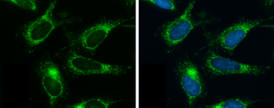 Anti-OAT antibody [N1C3] used in Immunocytochemistry/ Immunofluorescence (ICC/IF). GTX103893