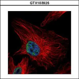 Anti-UHRF1 antibody used in Immunocytochemistry/ Immunofluorescence (ICC/IF). GTX103925