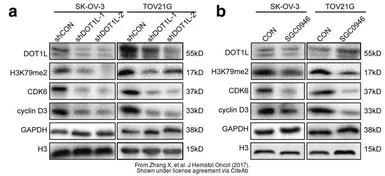 Anti-CDK6 antibody [N1C3] used in Western Blot (WB). GTX103992