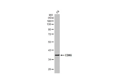 Anti-CDK6 antibody [N1C3] used in Western Blot (WB). GTX103992