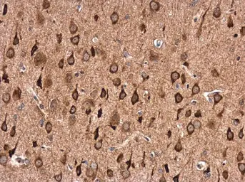 Anti-GABA A Receptor alpha 1 antibody [N1C1] used in IHC (Paraffin sections) (IHC-P). GTX104027