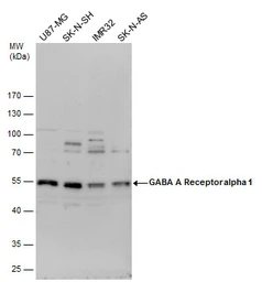 Anti-GABA A Receptor alpha 1 antibody [N1C1] used in Western Blot (WB). GTX104027