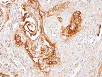 Anti-DNAJC7 antibody [N2C3] used in IHC (Paraffin sections) (IHC-P). GTX104079